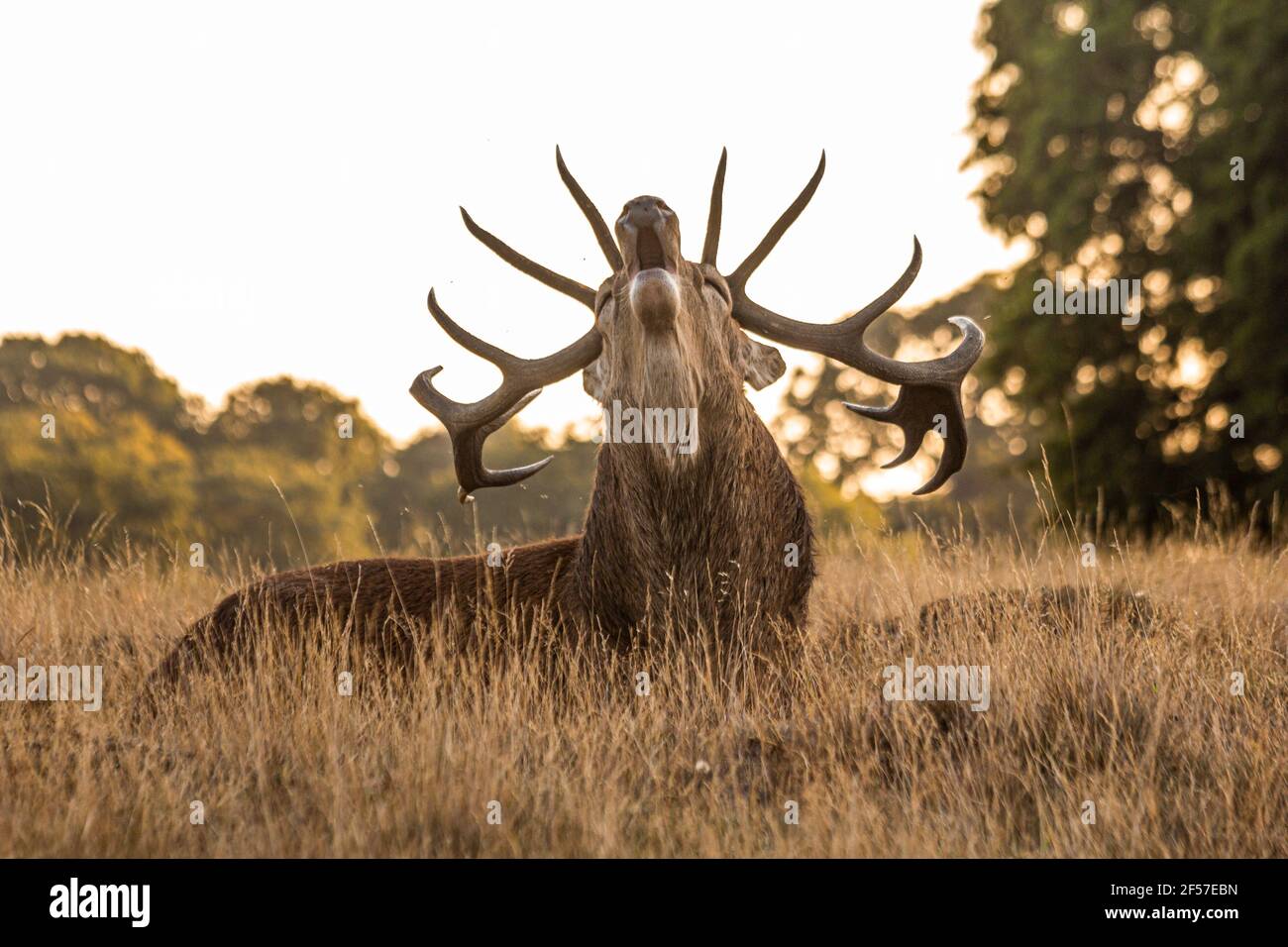 Male Stag Red deer Bellowing Loud Roaring Calls During Rutting Season
