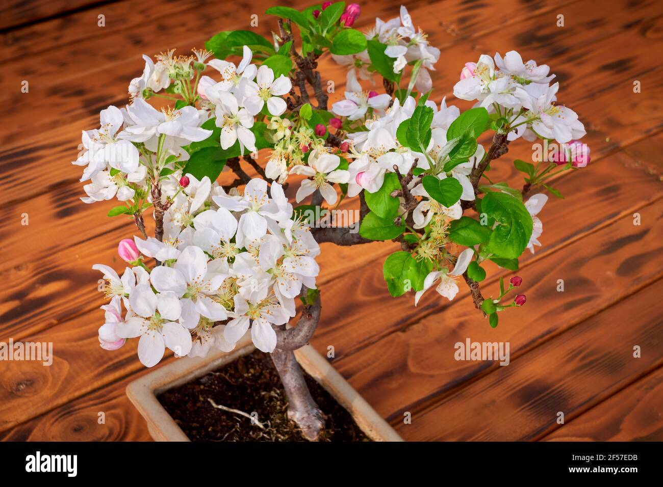 Apple Tree Bonsai Blossom (Malus Stock Photo Alamy