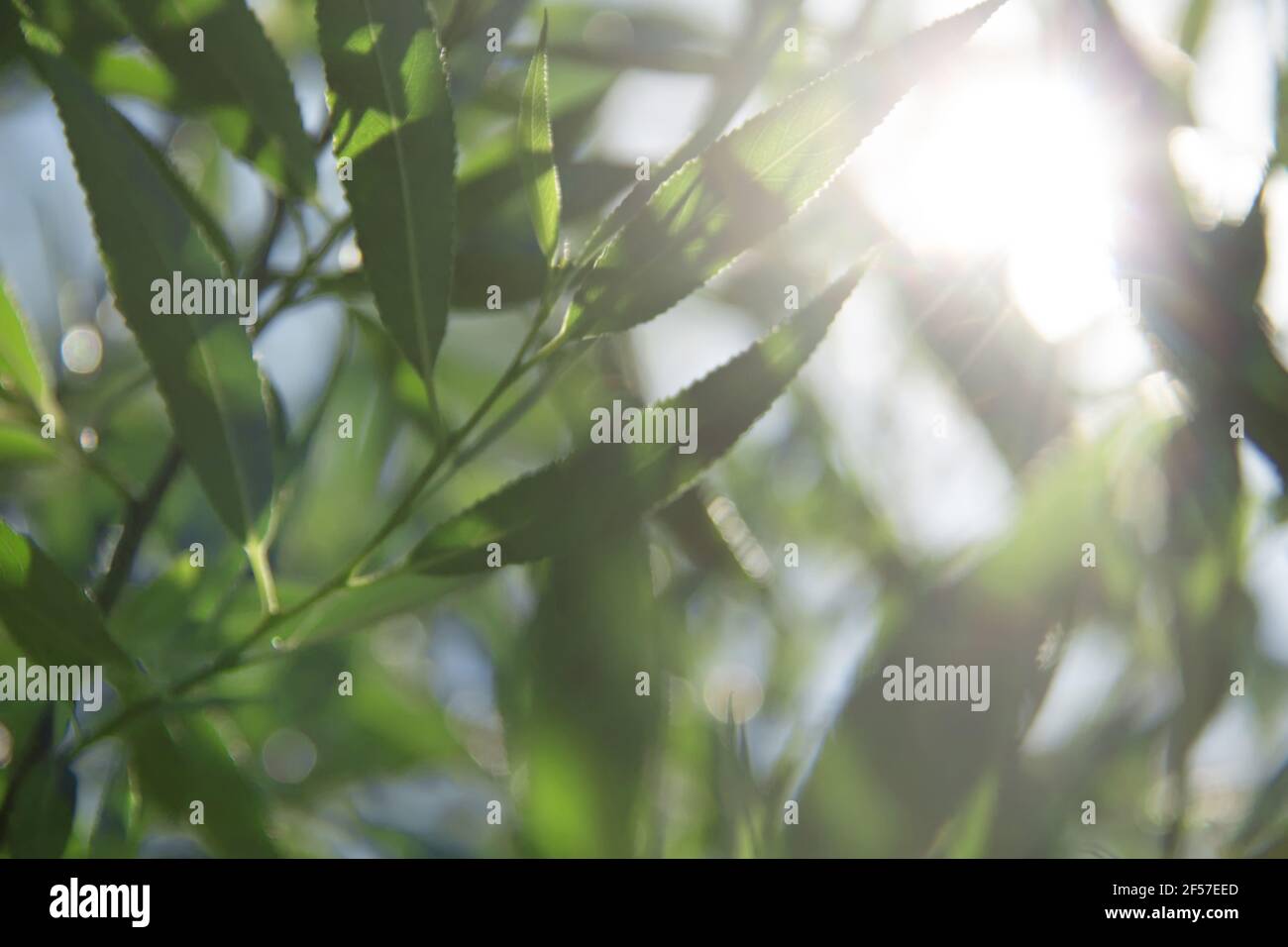 Willow leaves with hi-res stock photography and images - Alamy