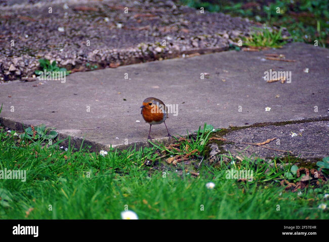 ROBIN RED BREAST MARCH 2021 Stock Photo