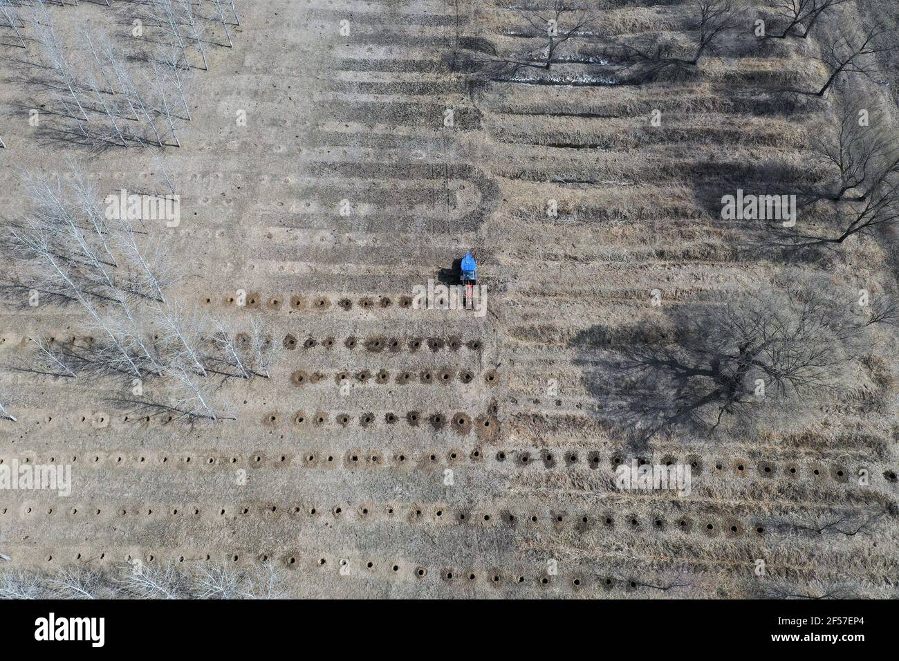 SHENYANG, CHINA - MARCH 24, 2021 - Aerial photo a tree drilling machine is used to drill trees. March 24, 2021, Shenyang, Liaoning Province, China. (Photo by Ji Zhe / Costfoto/Sipa USA) Stock Photo