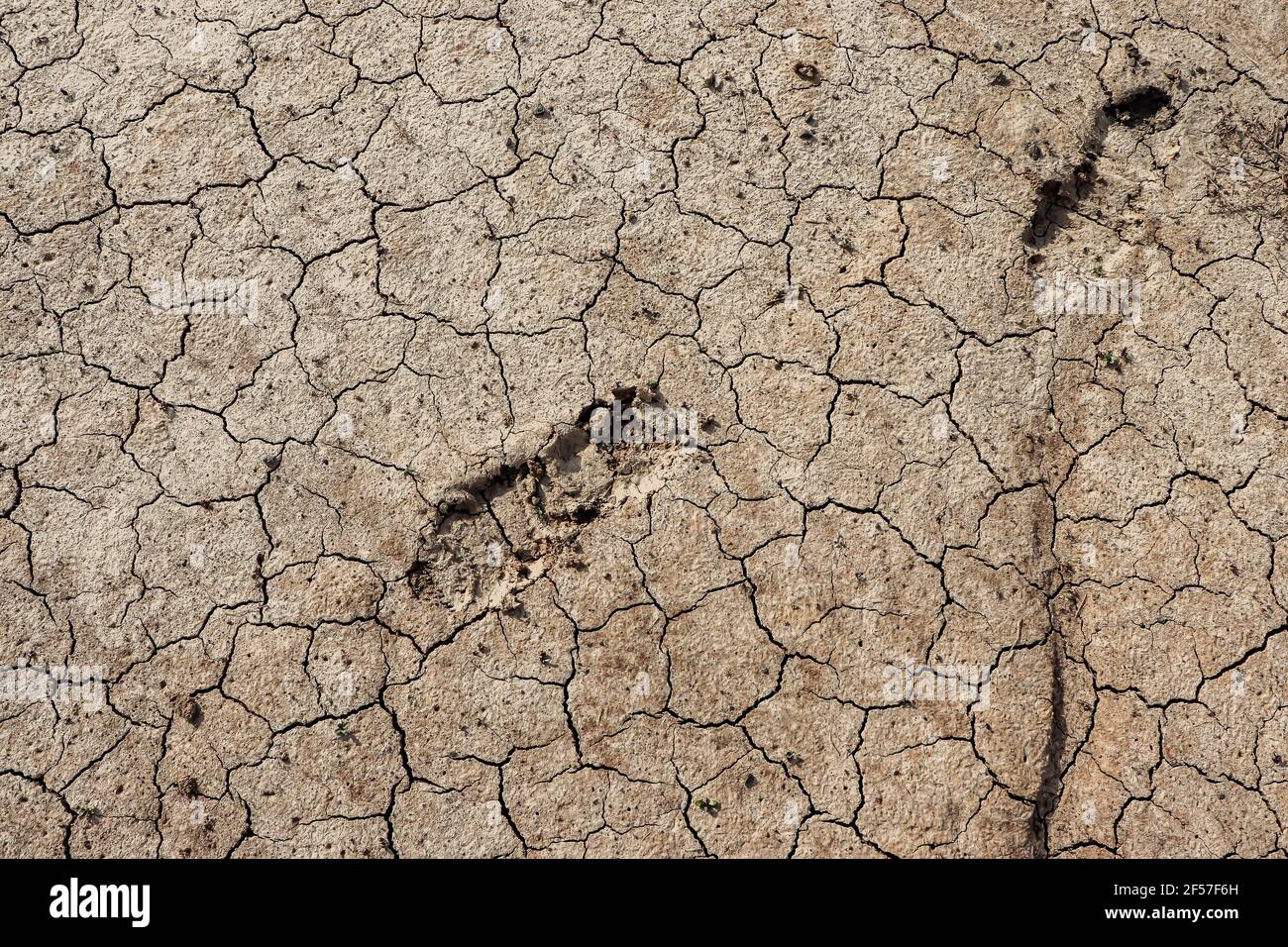 Footprints in the mud Stock Photo