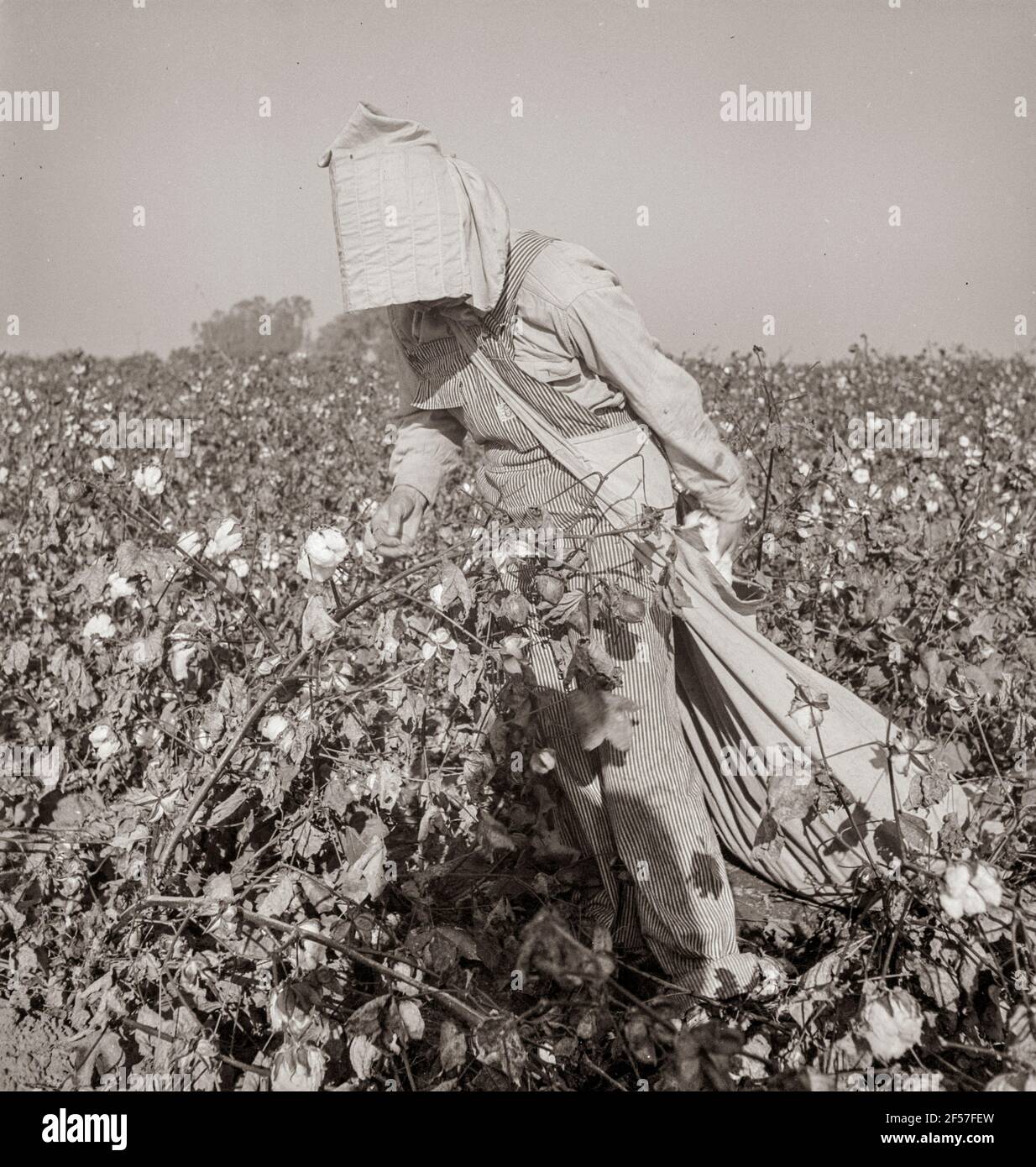 Cotton picker. Southern San Joaquin Valley, California