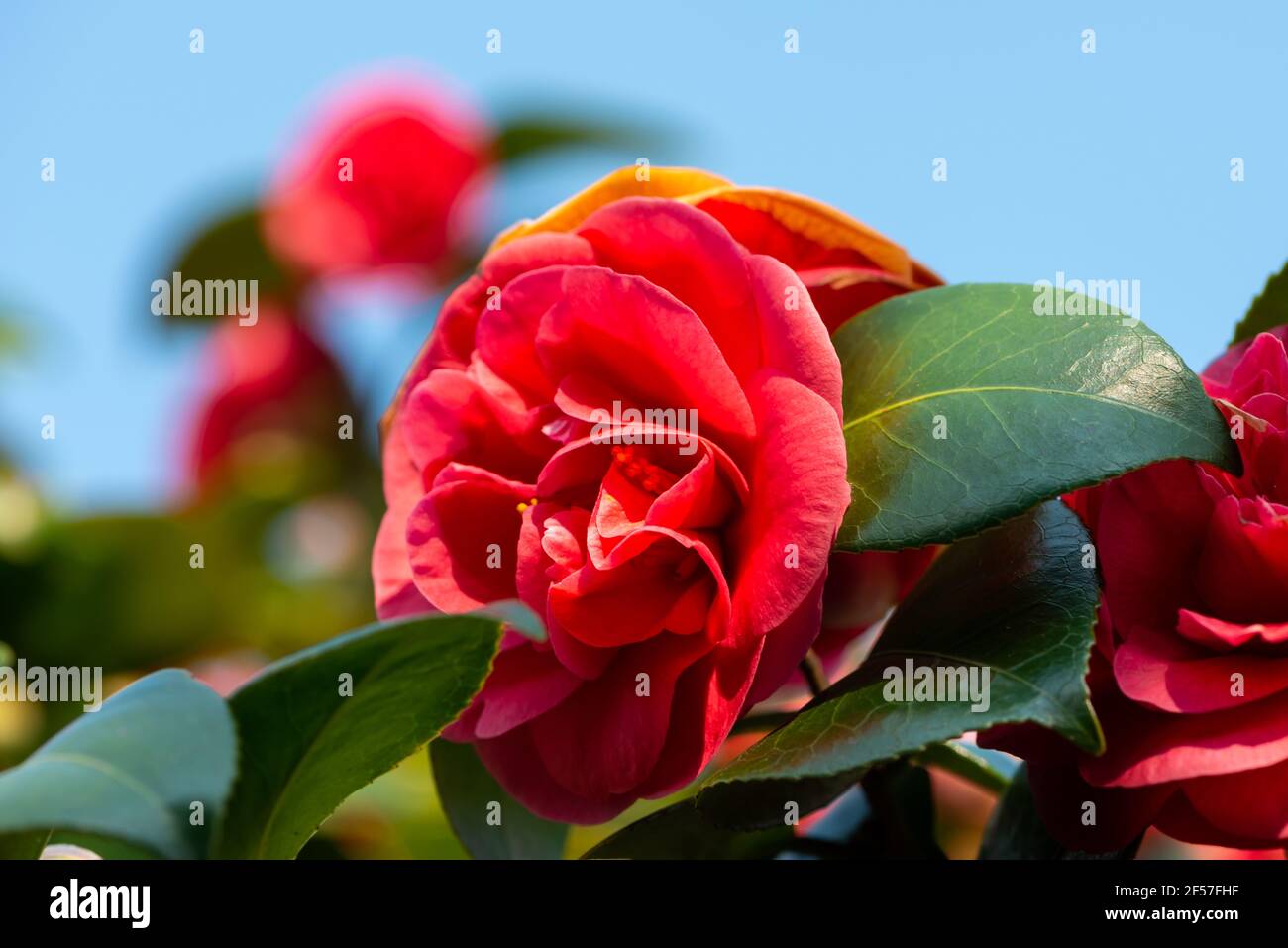 Flowering camellia shrub against a blue sky Stock Photo