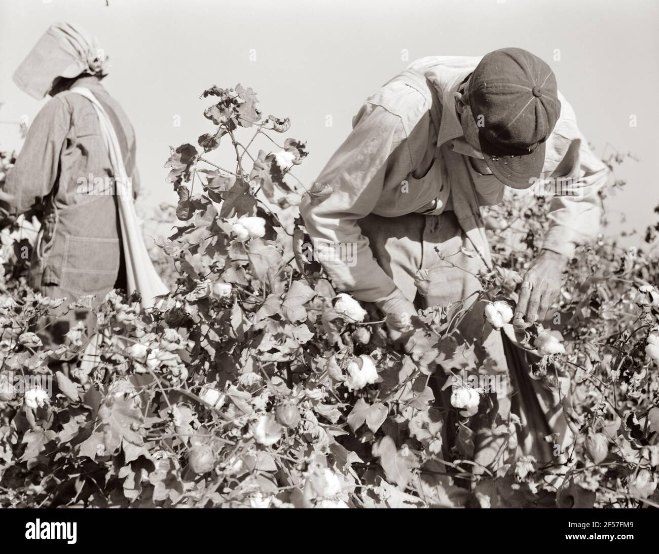 Cotton picker. Southern San Joaquin Valley, California