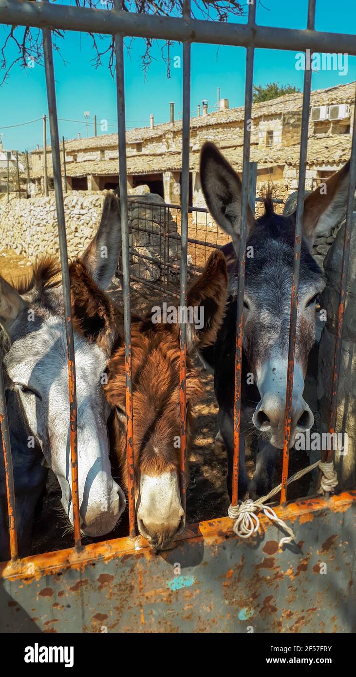 White, brown, and gray donkeys behind a rusty metal grill Stock Photo