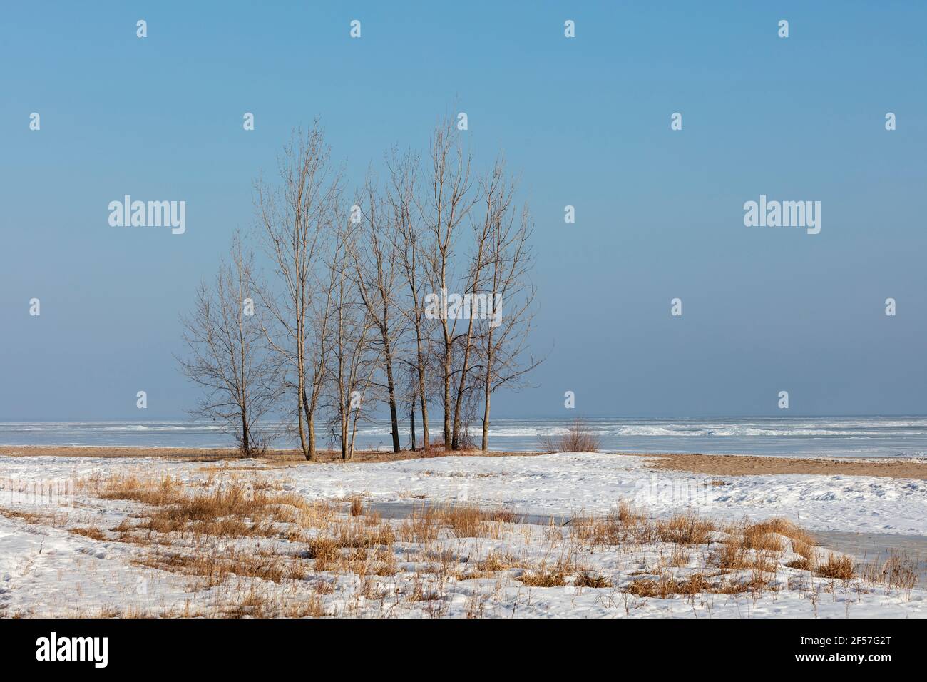 Balm of Gilead trees (Populus balsamifera), early Spring, Saginaw Bay