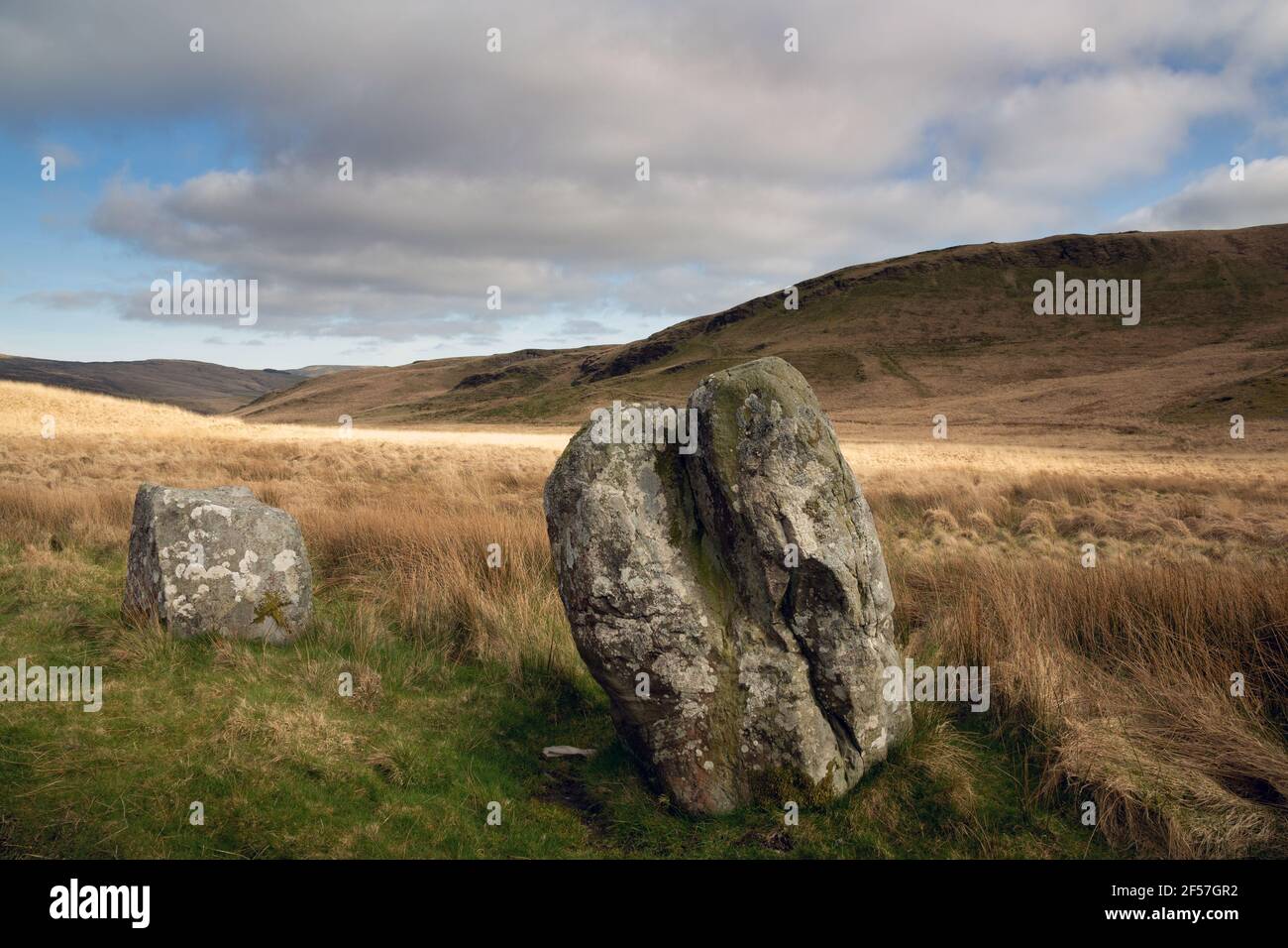 Buwch a llo. Standing stones in northern upland of Ceredigion, Wales. Stock Photo