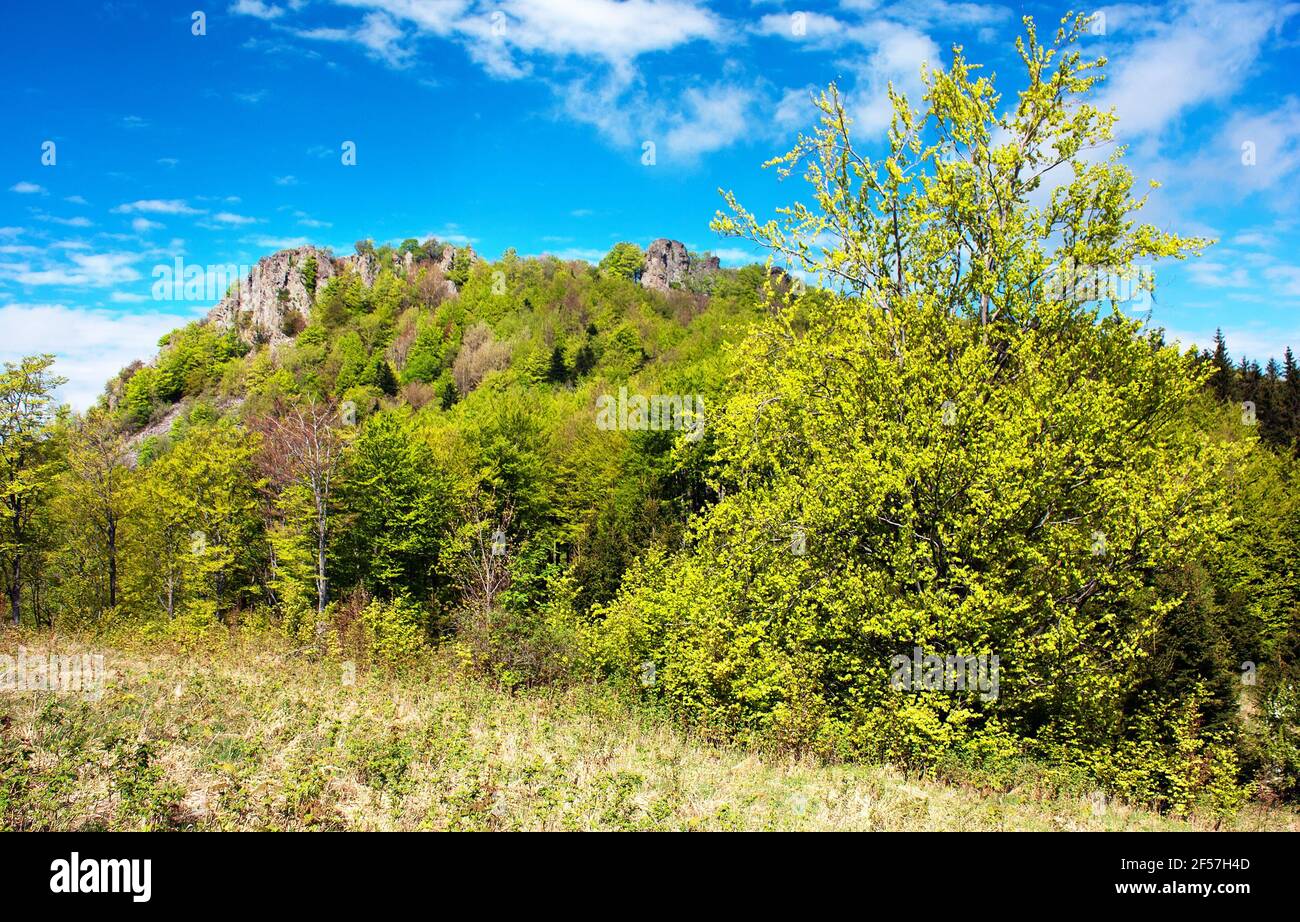 Landscape big beech tree hi-res stock photography and images - Alamy