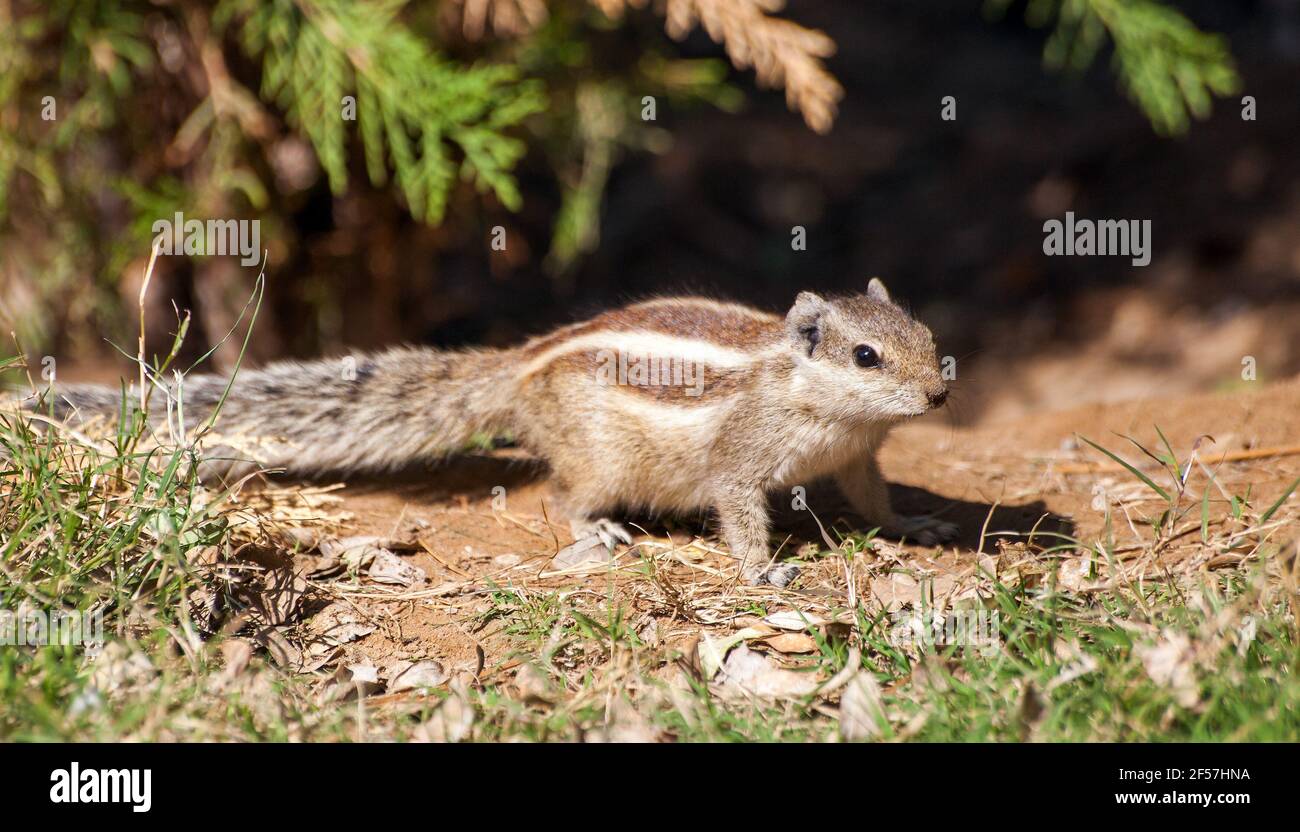 ground squirrel, quirrels are small or mediumsize rodents Stock Photo