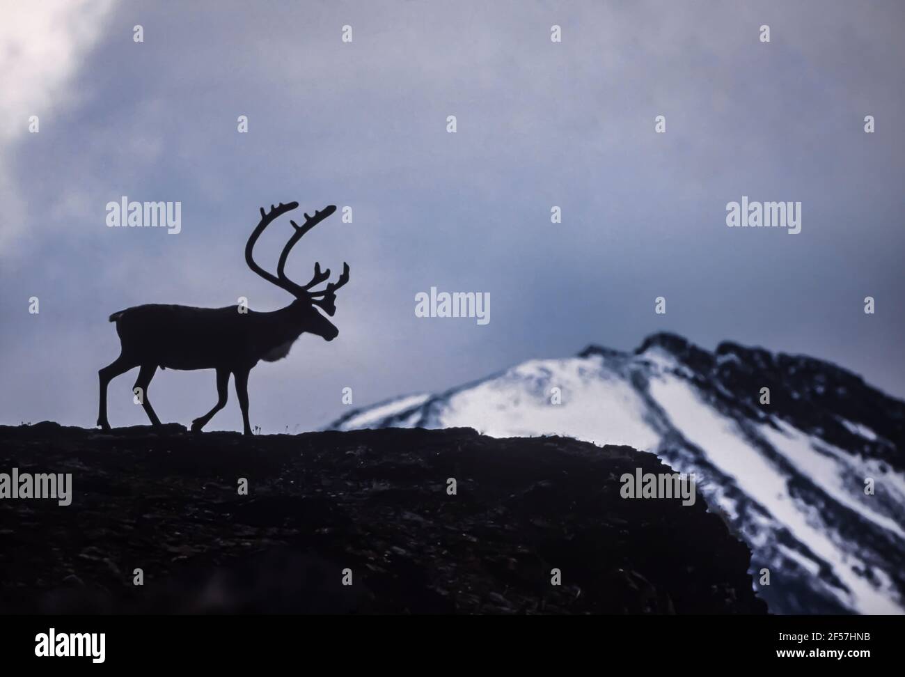 Caribou, Rangifer tarandus, migrating through the Brooks Range in Gates