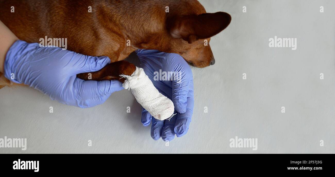 A gloved veterinarian holds a bandaged dog paw. A dog with a damaged paw at a veterinarian's appointment. A broken paw of an animal. Trauma, a sick pe Stock Photo