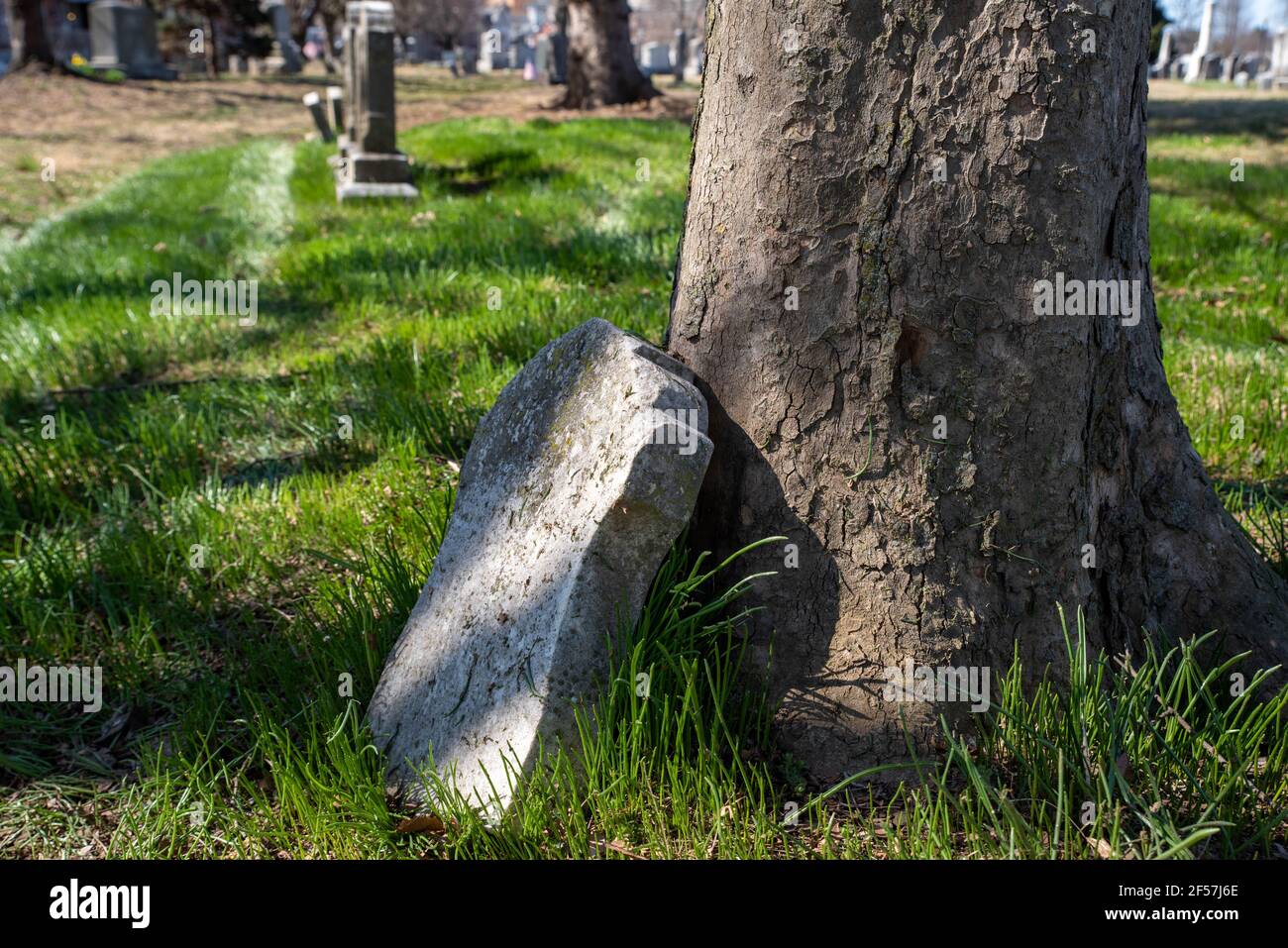 An ancient broken tombstone leaning against a tree Stock Photo