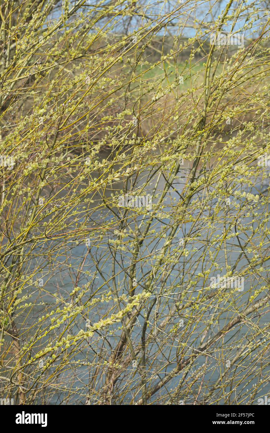 Willow tree with catkins in Spring  ( March 2021 ) along the River Lugg in Herefordshire UK Stock Photo