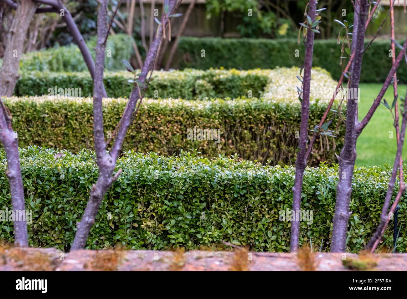 Partially infected box hedge with discoloured leaves, photographed in
