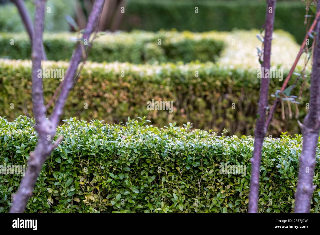 Partially infected box hedge with discoloured leaves, photographed in
