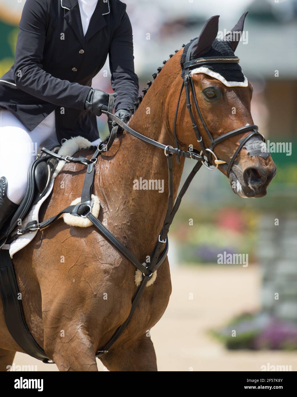 Muscles horse hires stock photography and images Alamy