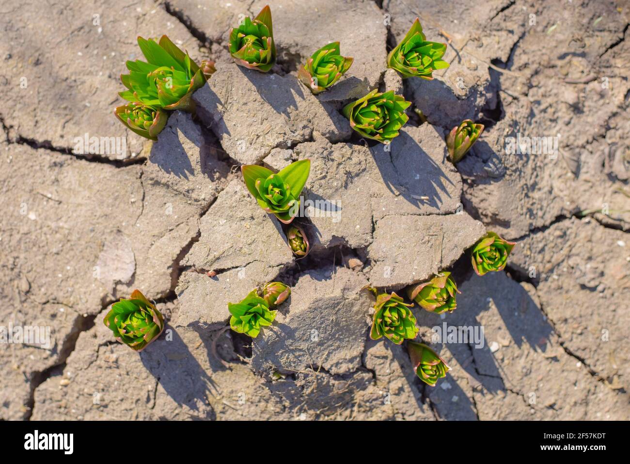 Sprouts of young lilies bulbs sprouting from the cracked ground in spring, top view. The awakening of nature. Stock Photo