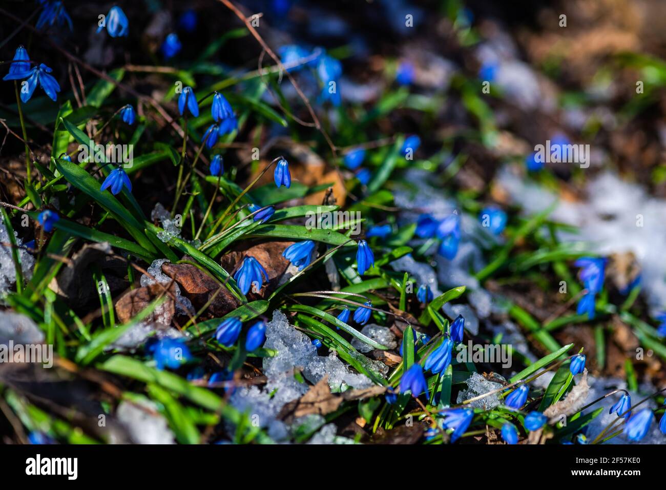 First blue flowers in a forest on defocused background Stock Photo - Alamy