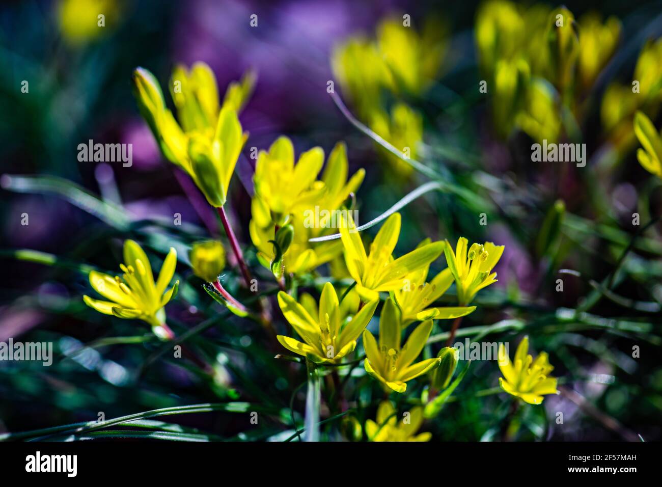 The Yellow star-of-Bethlehem flower in woodland on defocused background Stock Photo