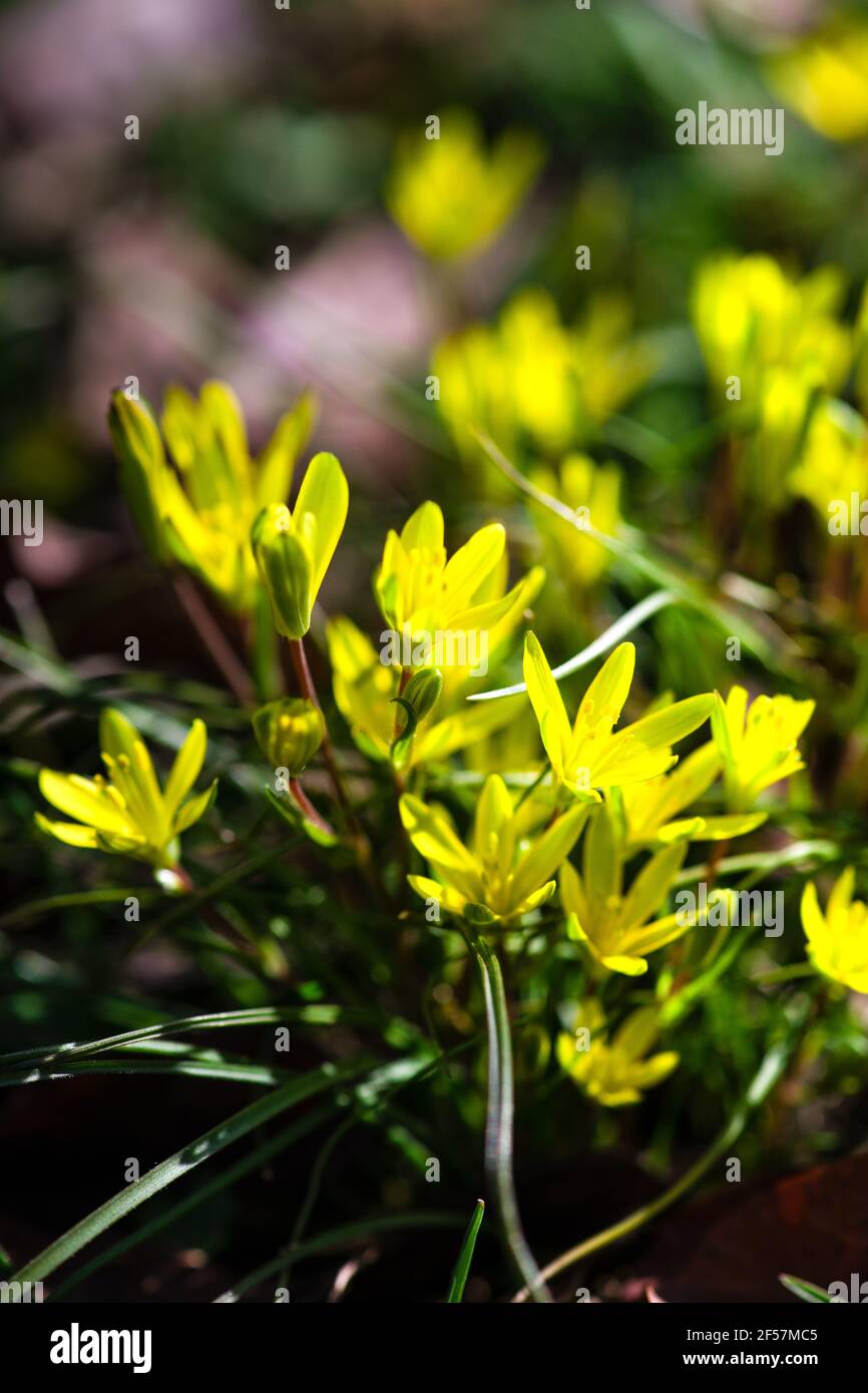 The Yellow star-of-Bethlehem flower in woodland on defocused background Stock Photo