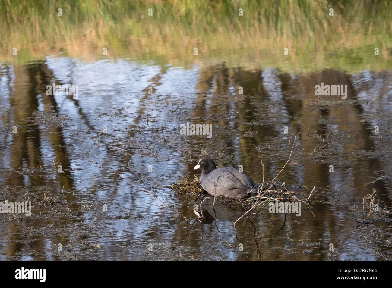 Eurasian coot or common root or Australian root sits on a nest of twigs in the middle of a pond. Trees reflect in the water Stock Photo