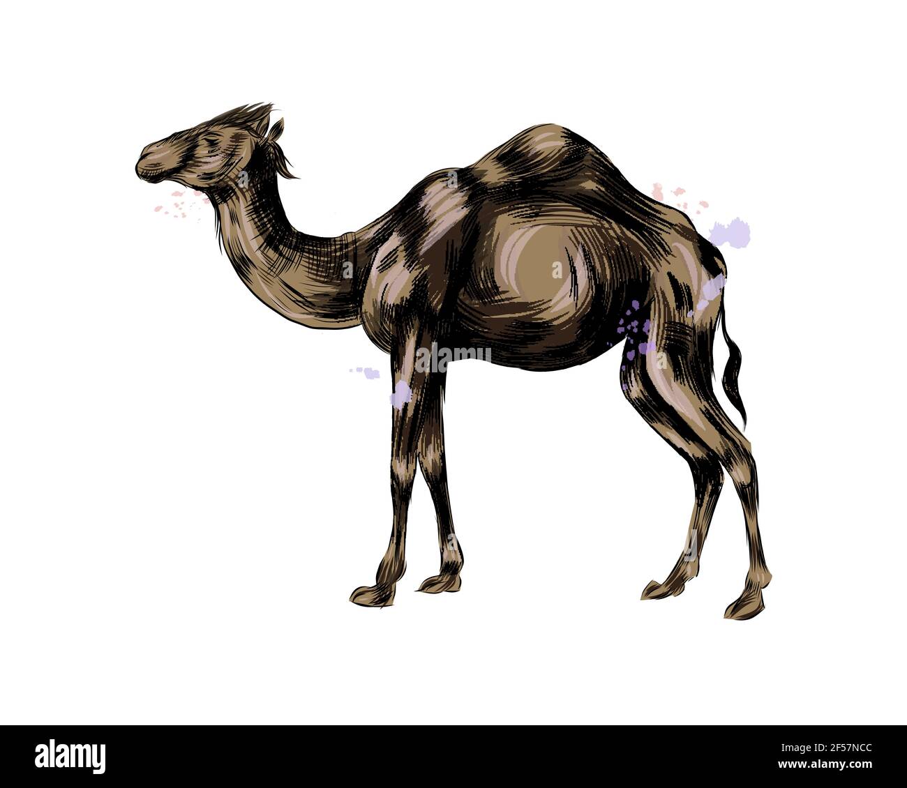 Camel Coloring Page | Easy Drawing Guides