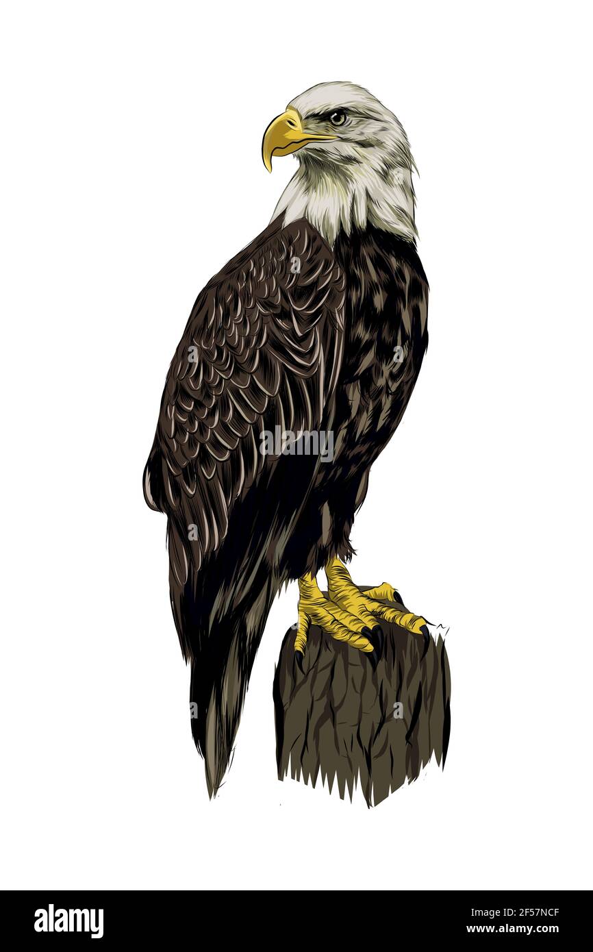 How to Draw a Bald Eagle  Easy Drawing Art