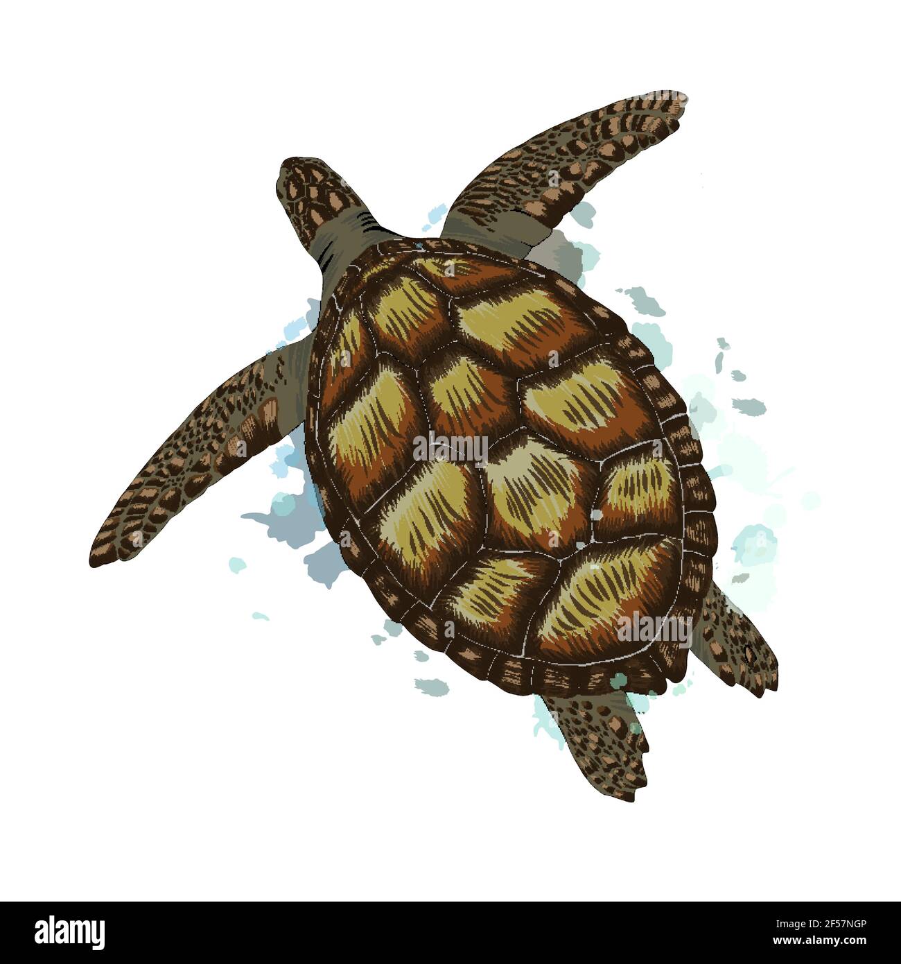 African Spurred Tortoise.Cheerful Turtle Walking. Realistic Hand Drawn  Vector Illustration. Stock Vector - Illustration of cartoon, endangered:  136248527