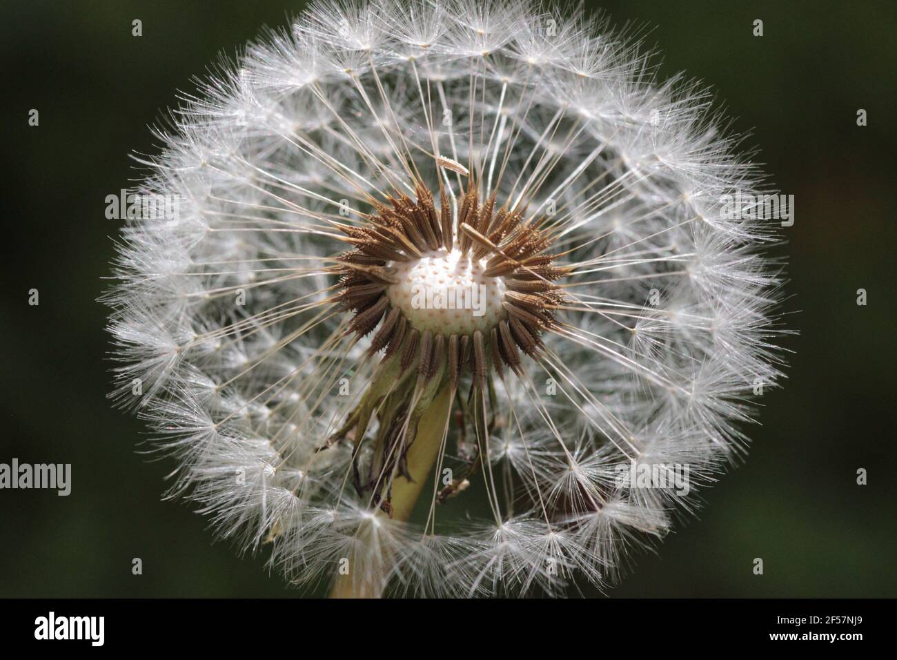 Macro photography of dandelion seption Stock Photo - Alamy