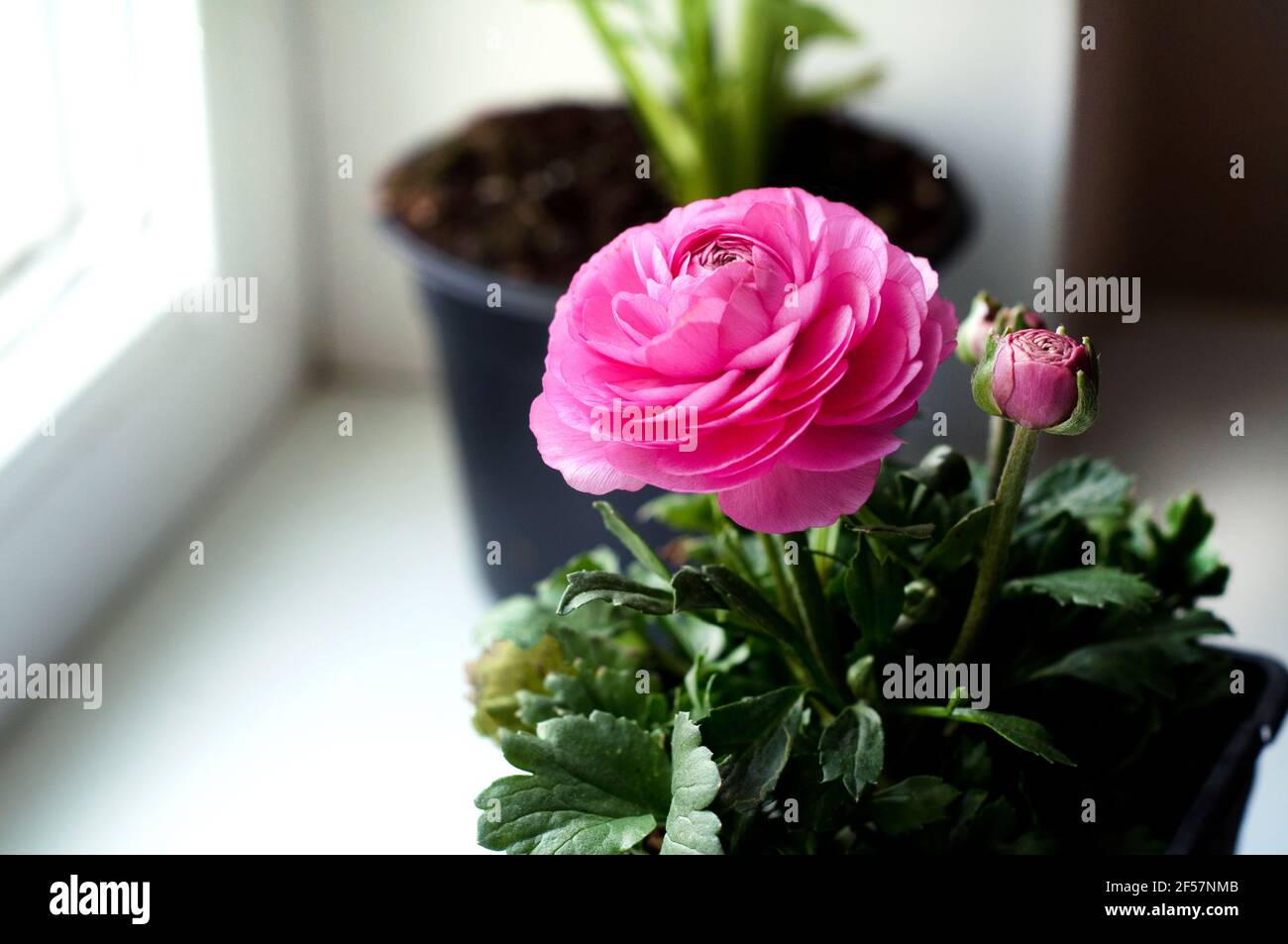 Beautiful pink flowers of buttercups in a pot on a windowsill. Growing ranunculus. Stock Photo