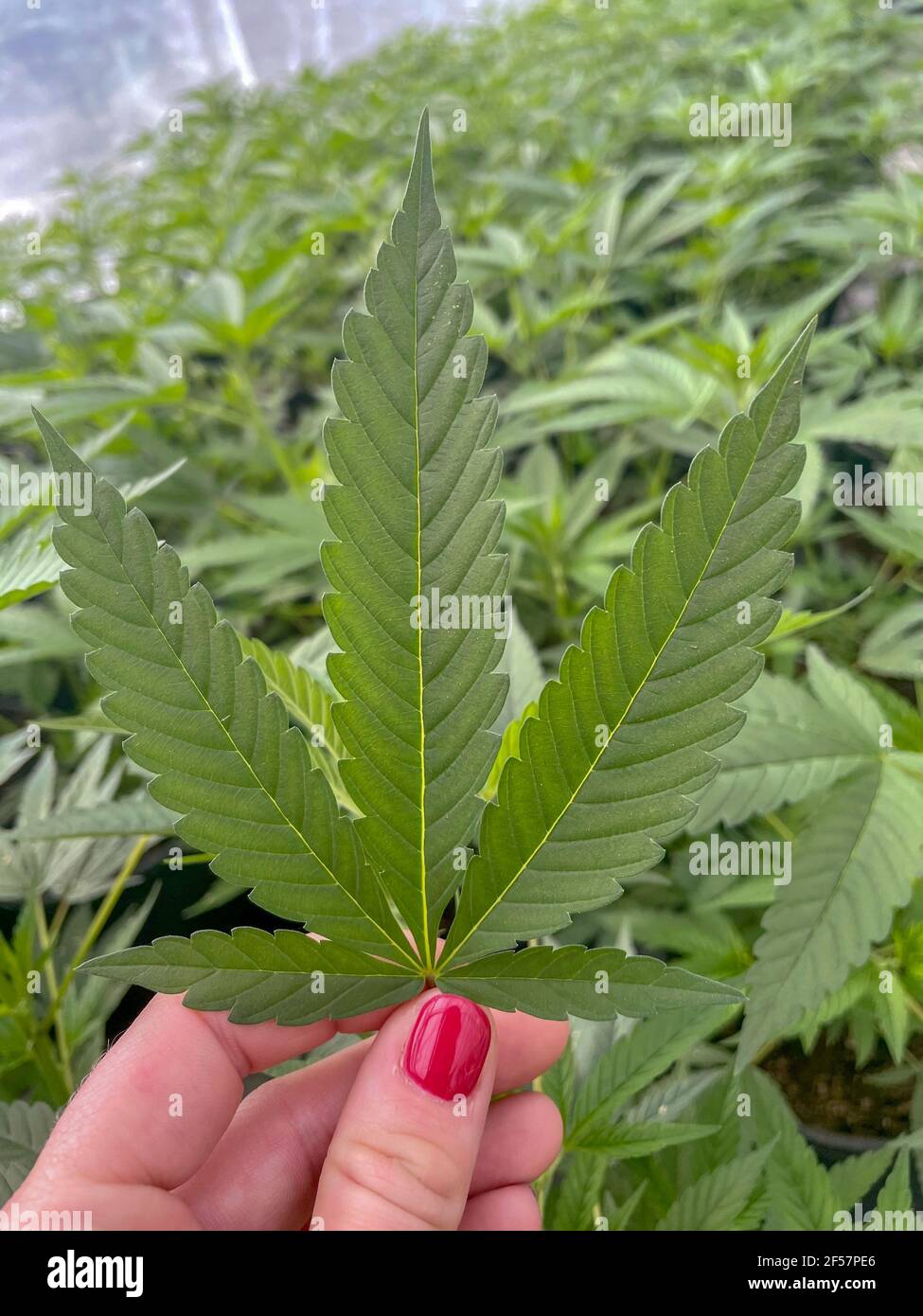 Cannabis leaf in a girl's hand. Cannabis plantation, legal marijuana in a greenhouse. potted plants, hemp Stock Photo