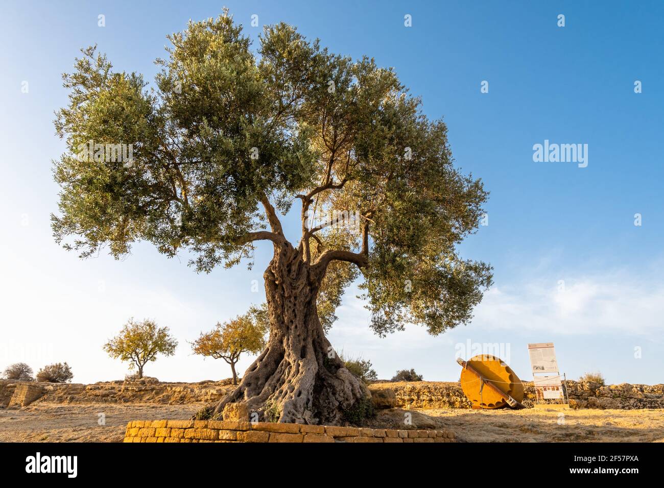 View of an ancient olive tree on a blue sky background next to the Concordia Temple in Agrigento, Sicily. Stock Photo