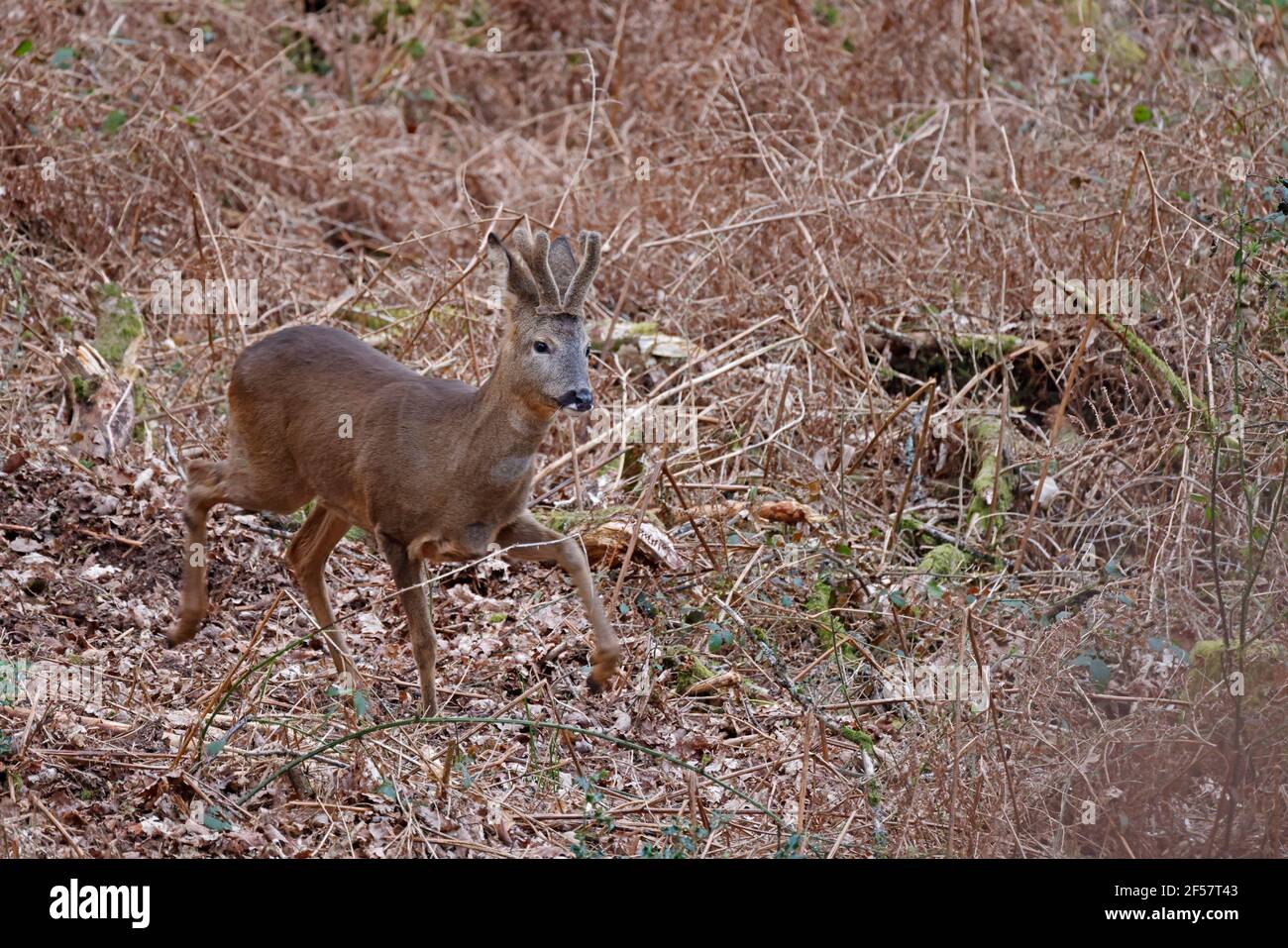 Male roe hi-res stock photography and images - Alamy