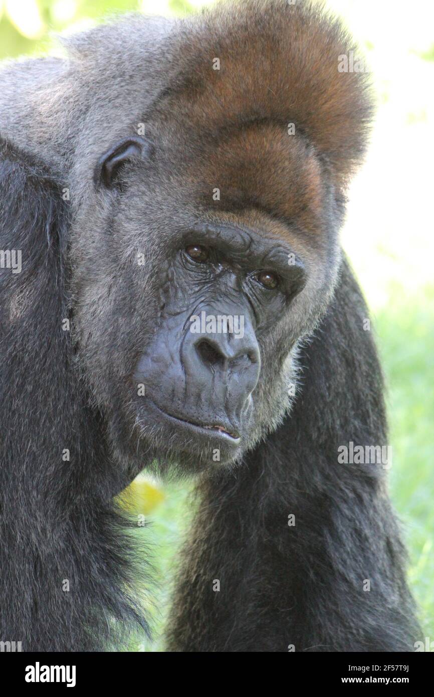 Gorilla profile hires stock photography and images Alamy