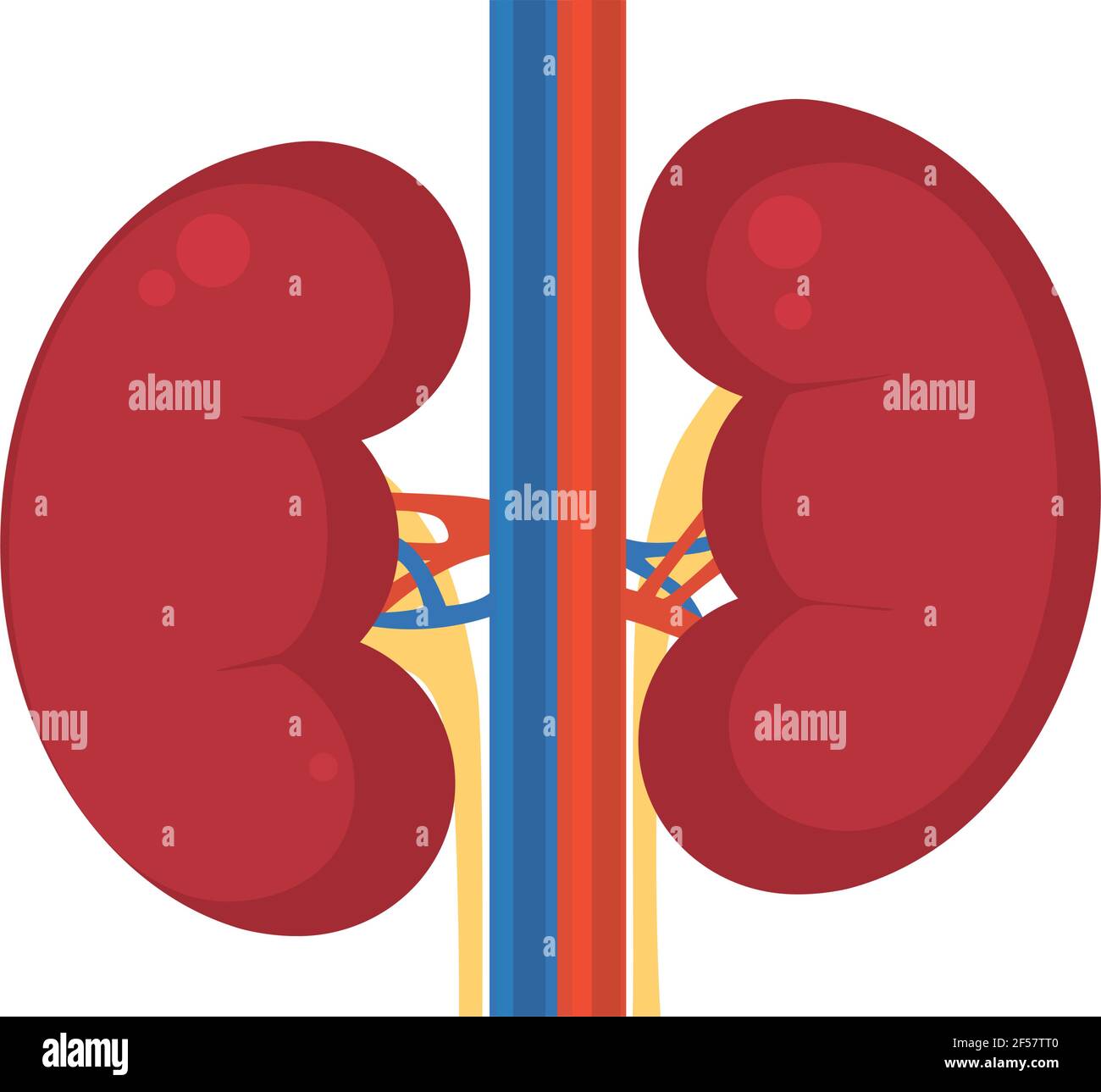 human kidneys on white background Stock Vector Image & Art - Alamy