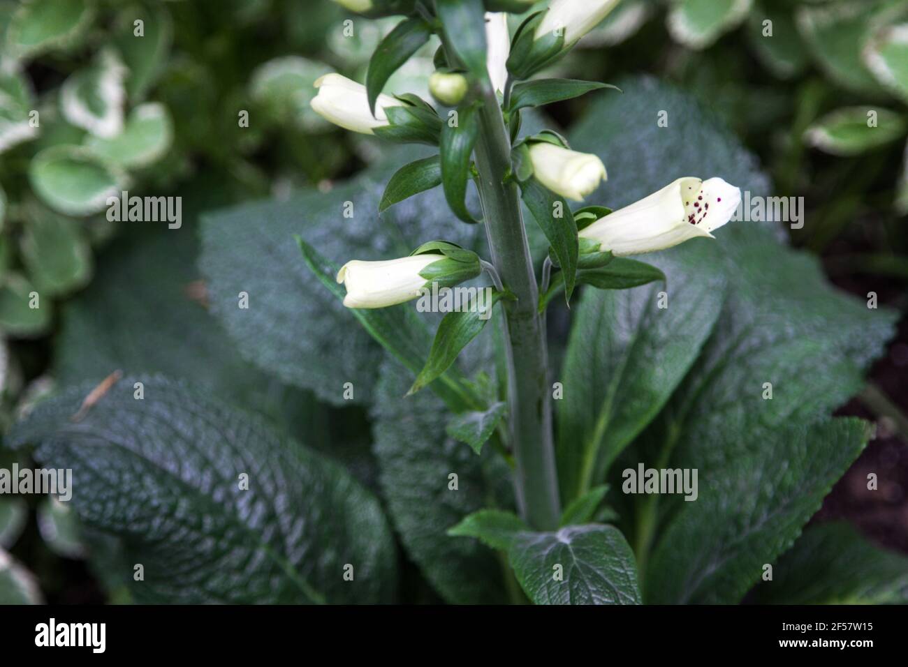 White digitalis foxglove is a wildflower that is used in the cardiac medication digoxin to slow the heart rate during atrial fibrillation Stock Photo