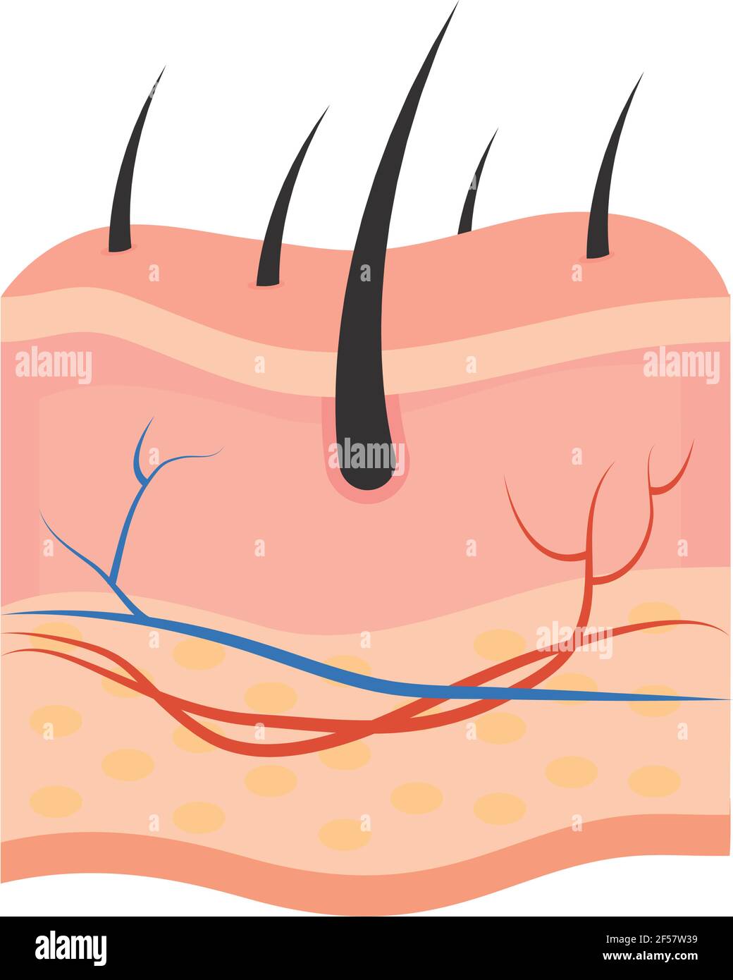 human skin on white background Stock Vector Image & Art - Alamy