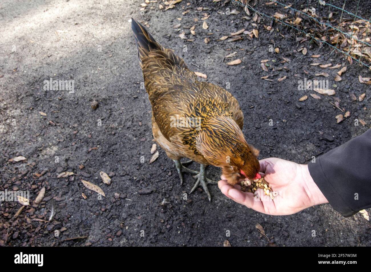 Farmer hand feeding a chicken Stock Photo