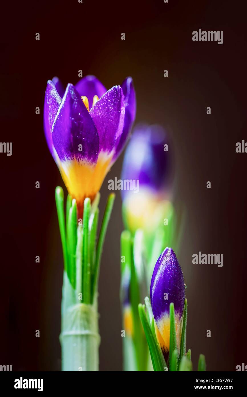 Vivid Purple violet crocus with water drops on dark vertical background close-up. Concept of spring, gardening, flowers primroses Stock Photo
