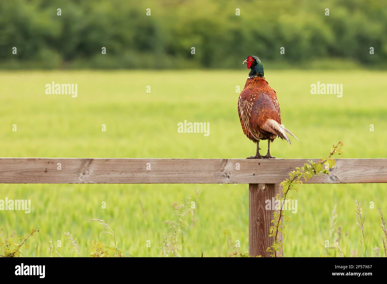 Beautiful male pheasant perched on a wooden fence looking over a green field landscape. Wild game bird in Norfolk England Stock Photo