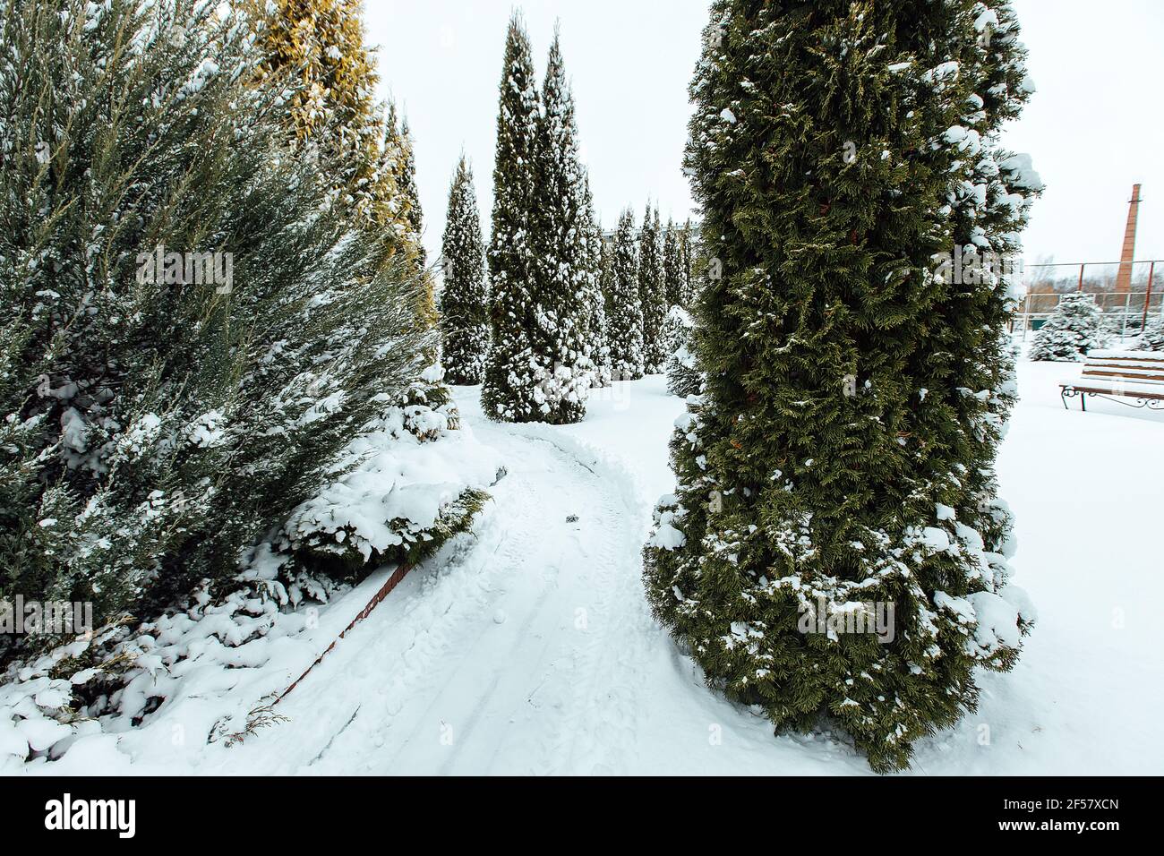 Christmas trees in the backyard in the snow. cozy garden with gazebo