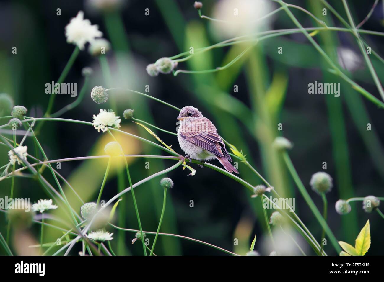Small bird sitting on the twig. Nature background Stock Photo - Alamy