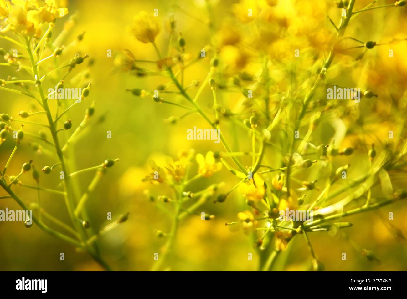 Yellow flowers of Barbarea vulgaris (Herb barbara). Blurred natural Background Stock Photo