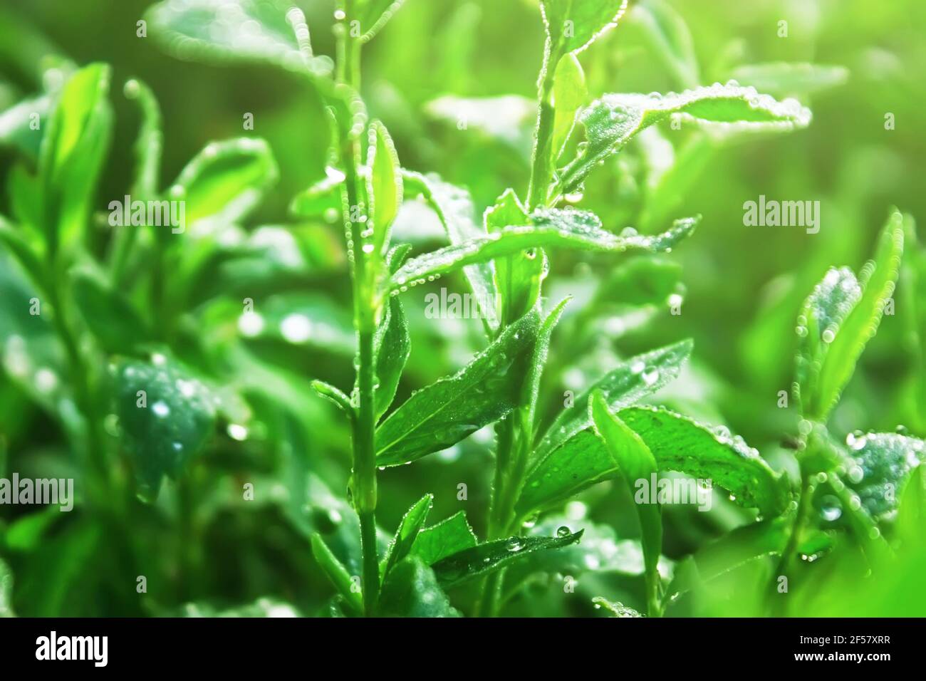 Water drops on the fresh green grass after rain. Polygonum aviculare or common knotgrass with dew drops. Close up Stock Photo