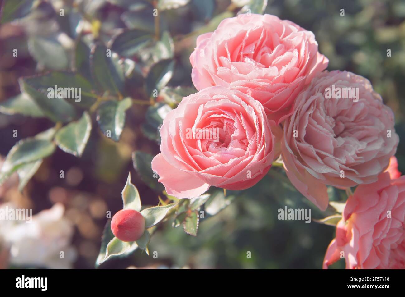 Pink roses in bloom close-up. Beautiful roses in a garden roses in a garden Stock Photo