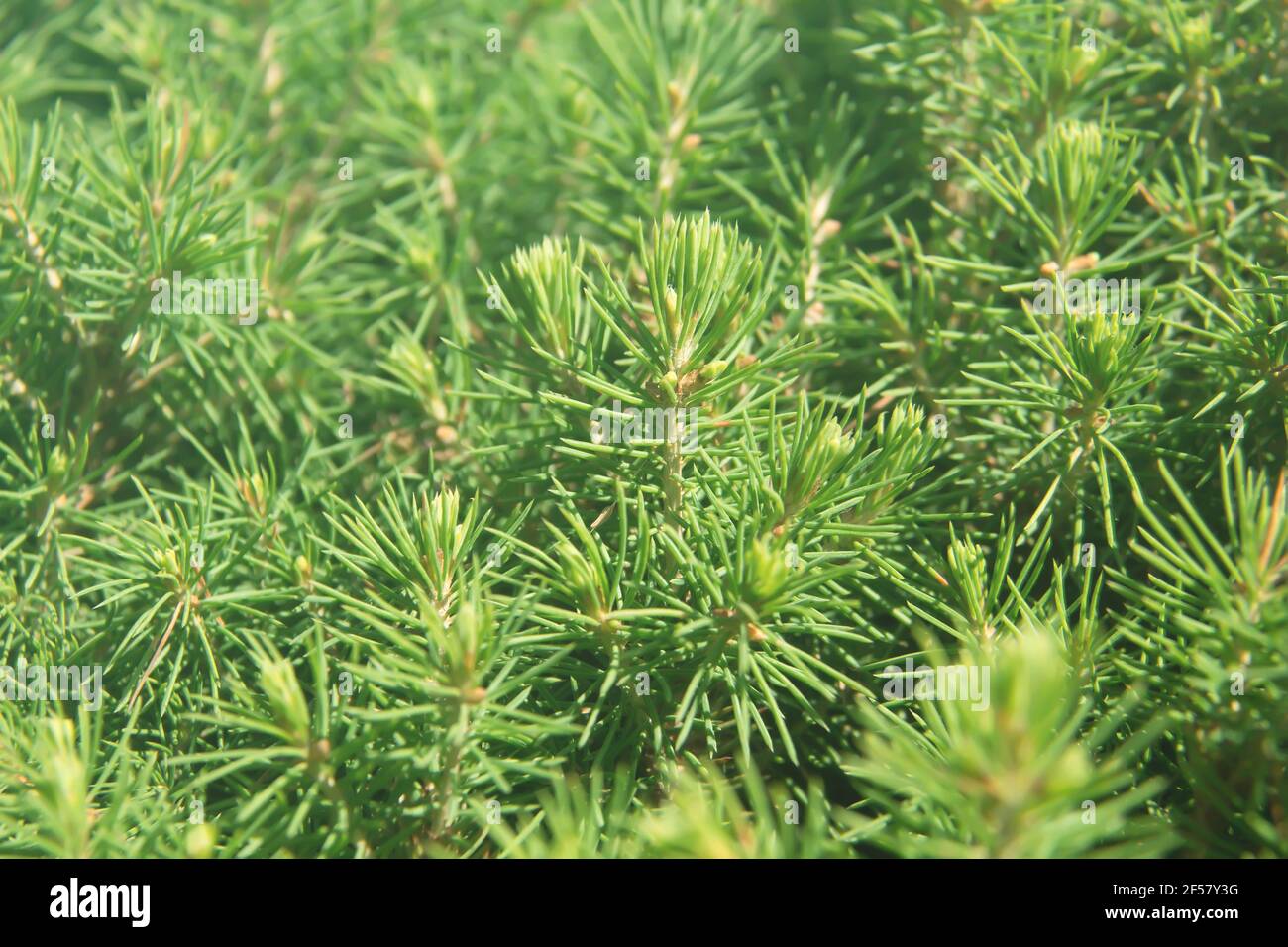Spruce sprouts hi-res stock photography and images - Alamy