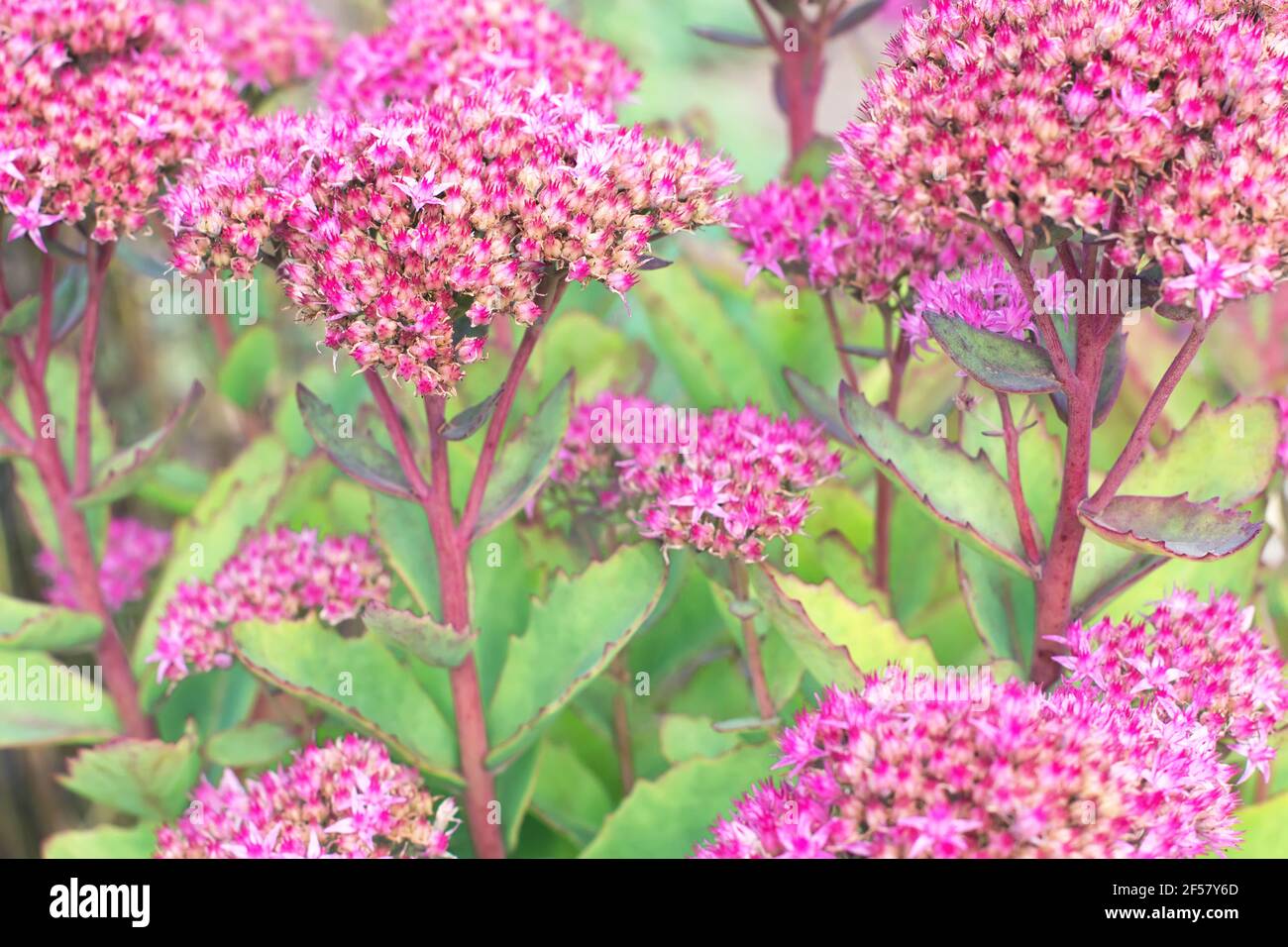 Succulents with bright pink flowers. Hylotelephium telephium (orpine,livelong,life-everlasting,witch's moneybags) in bloom. Flowering succulett plants Stock Photo