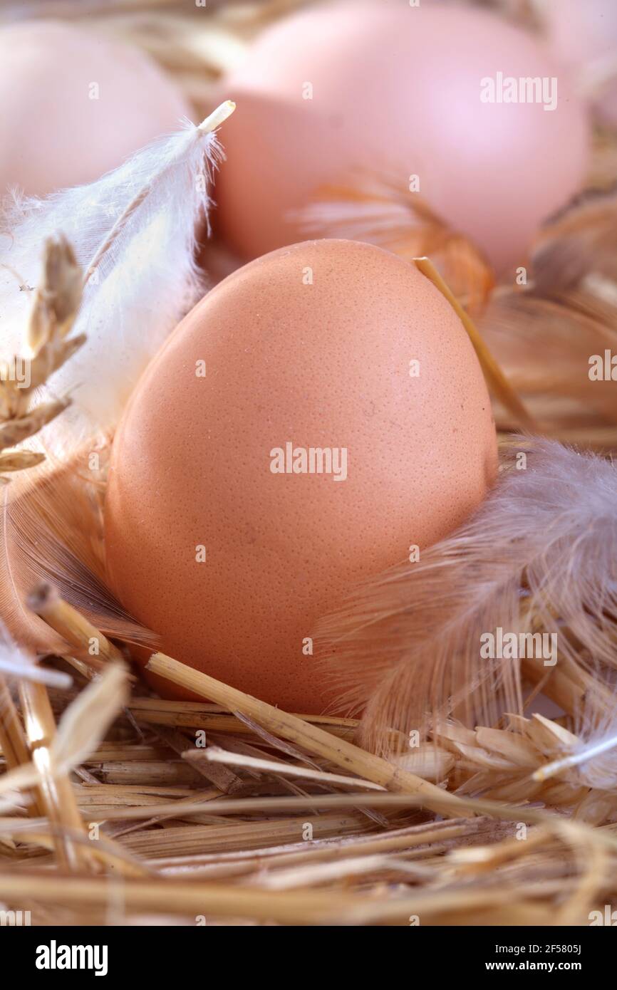 fresh eggs in the nest Stock Photo