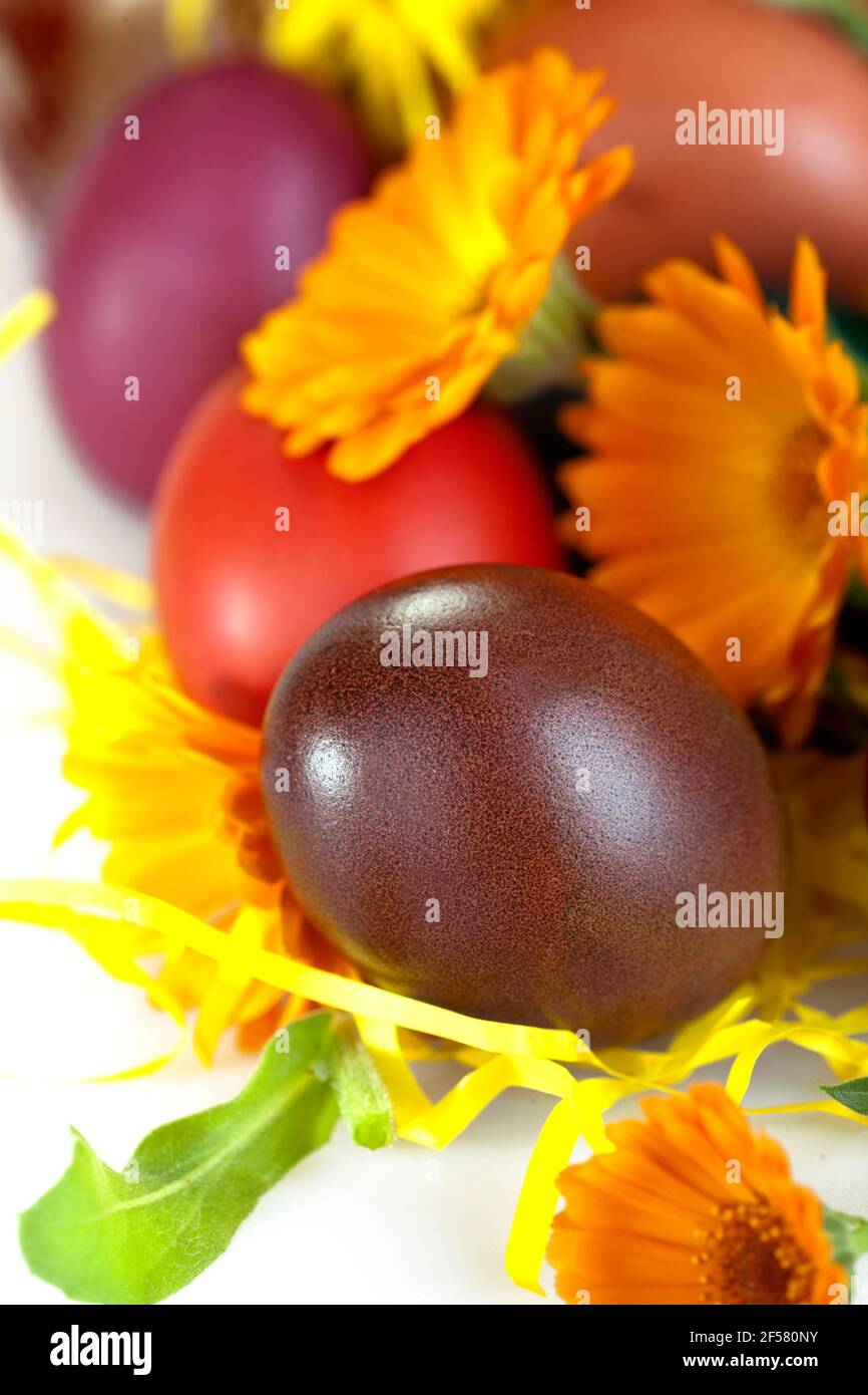 Traditional colored eggs with marigolds Stock Photo